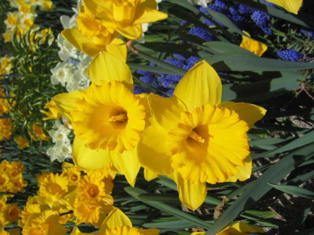 Narcissus pseudonarcissus 'Dutch Master' (Osterglocke, Tropeten-Narzisse)